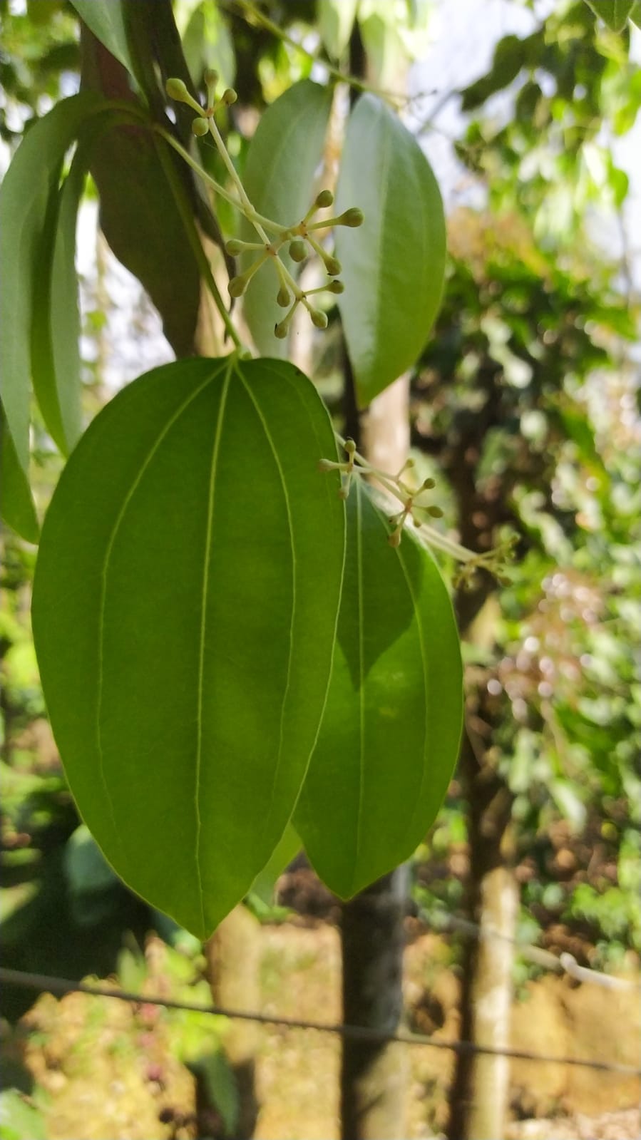 Aromatic Cinnamon Tree Foliage